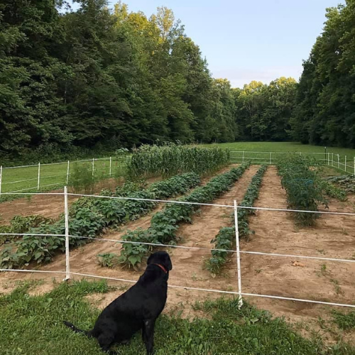 Jasper the garden dog admiring the garden. We use hot wire to try to deter the deer and raccoons!
how to start a vegetable garden for beginners
