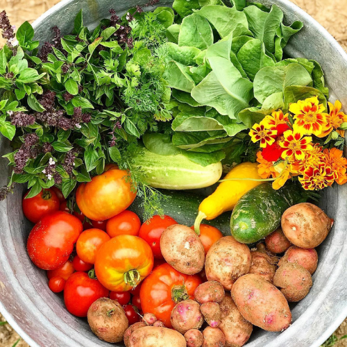 Cinnamon basil, lettuce, cilantro, marigolds, tomatoes, red potatoes, squash, cucumbers and zucchini picked fresh from the garden.
how to start a vegetable garden for beginners